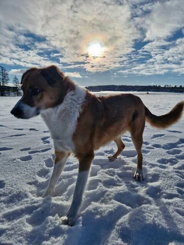Hund - Welsh sheepdog Bowie