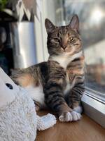 Katten Våfflan