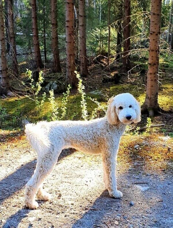 Hund - Doubledoodle Leia 