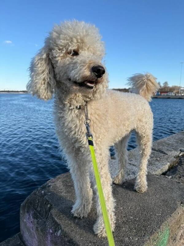 Hund - Doubledoodle Leia 