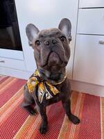 Fransk Bulldog vid namn Håkan