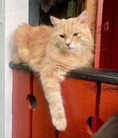 Kissen Nisse 