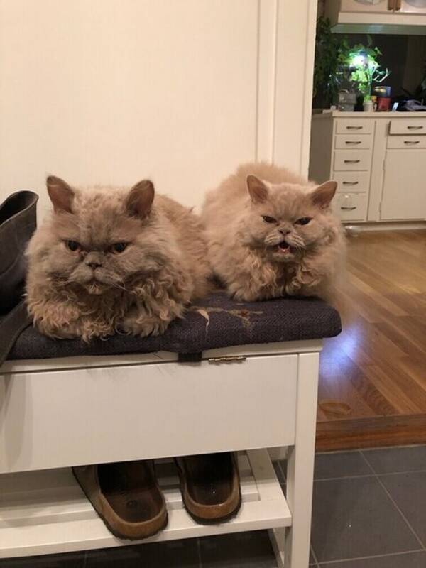 Katt - Skrinklig