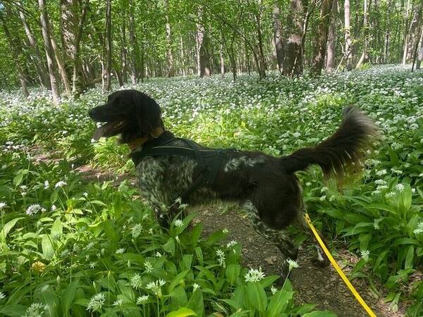 Hund
