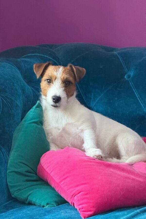 Hund - Jack Russeln Pixie
