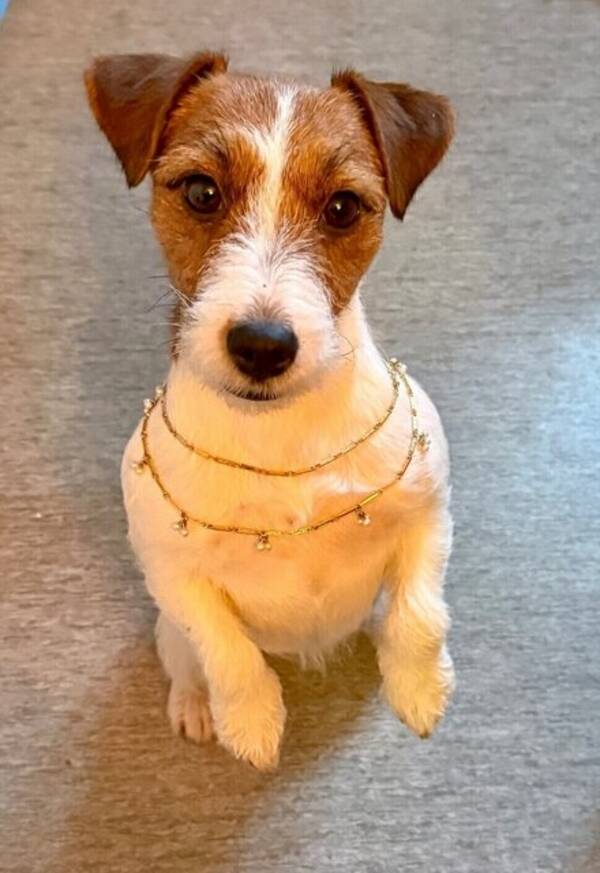 Hund - Jack Russeln Pixie