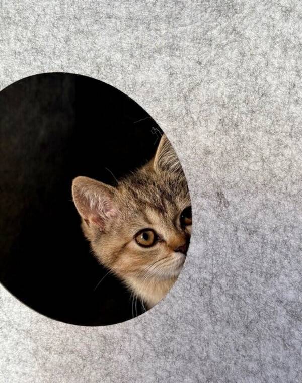 Katt - Britisk korthåret Nellik