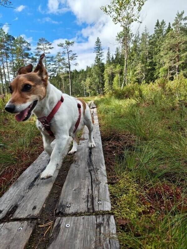 Hund - Tika
