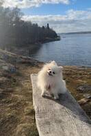 Phoebe, pomeranian 