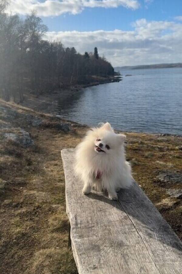 Hund - Phoebe, pomeranian 
