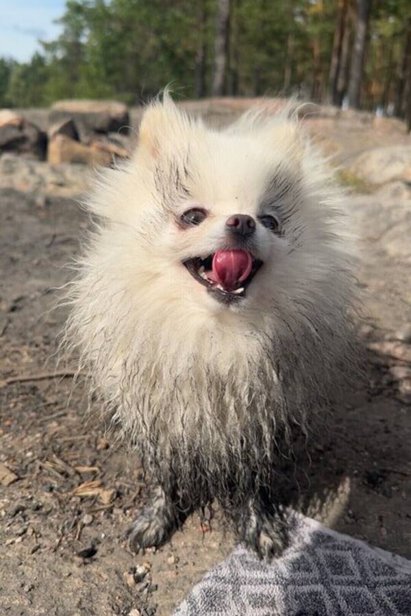 Hund - Phoebe, pomeranian 