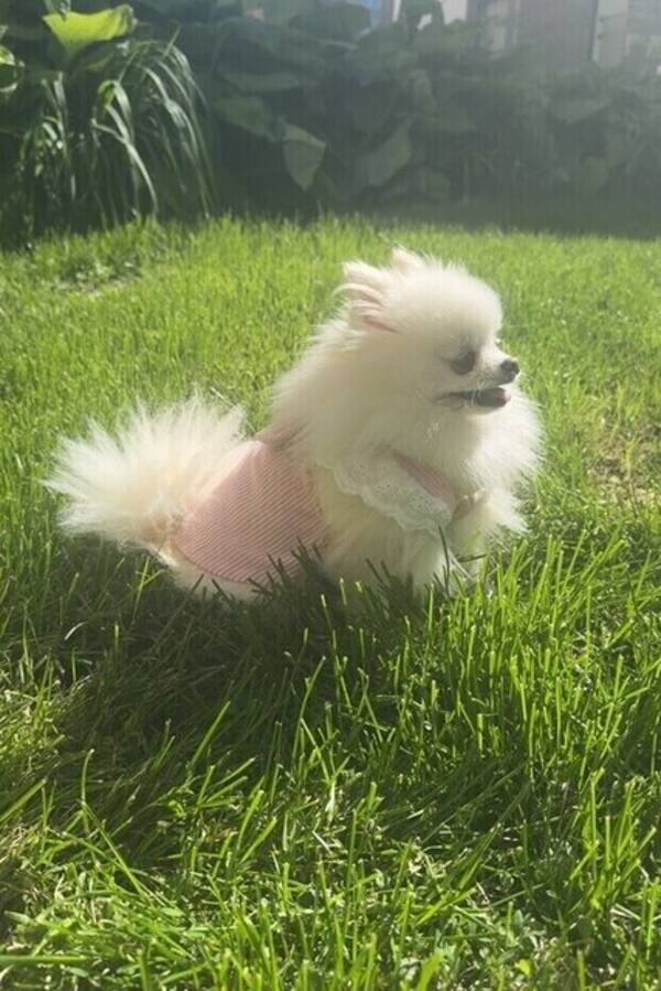 Hund - Phoebe, pomeranian 
