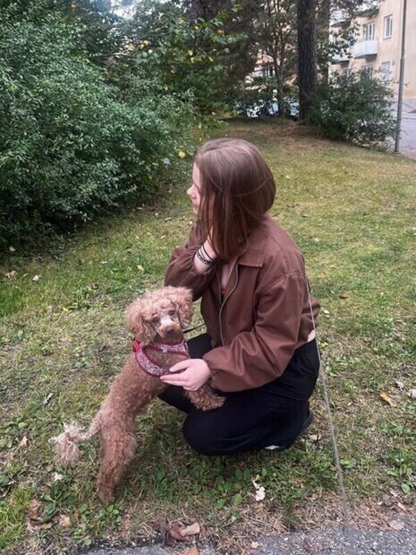 Hund - Dvärgpudeln Mollie