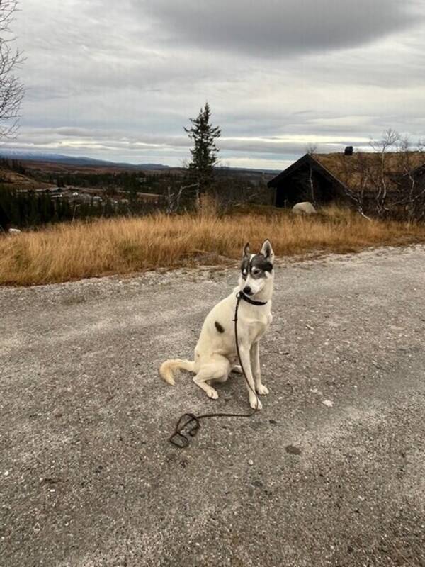 Hund - Høsky 