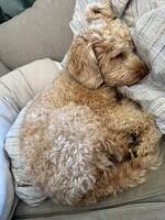Labradoodle Neo