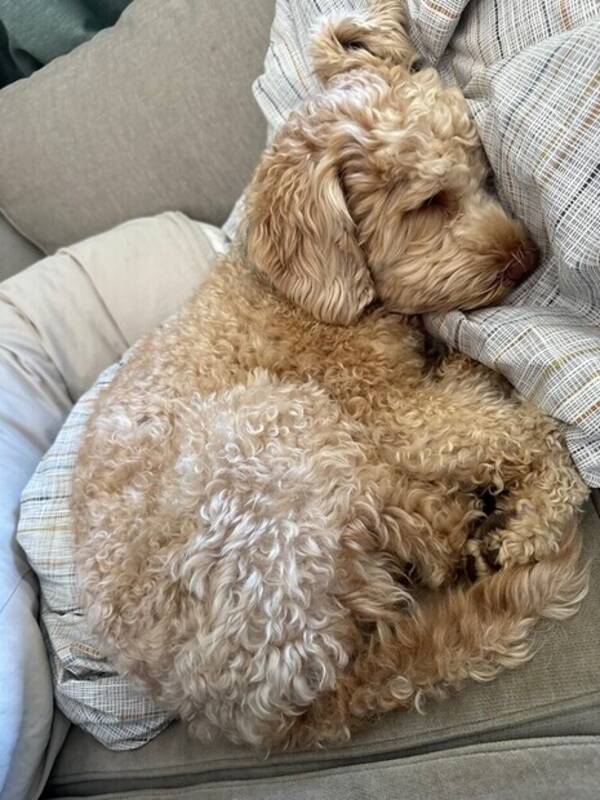 Hund - Labradoodle Neo