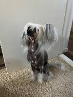 Chinese crested, Vilda