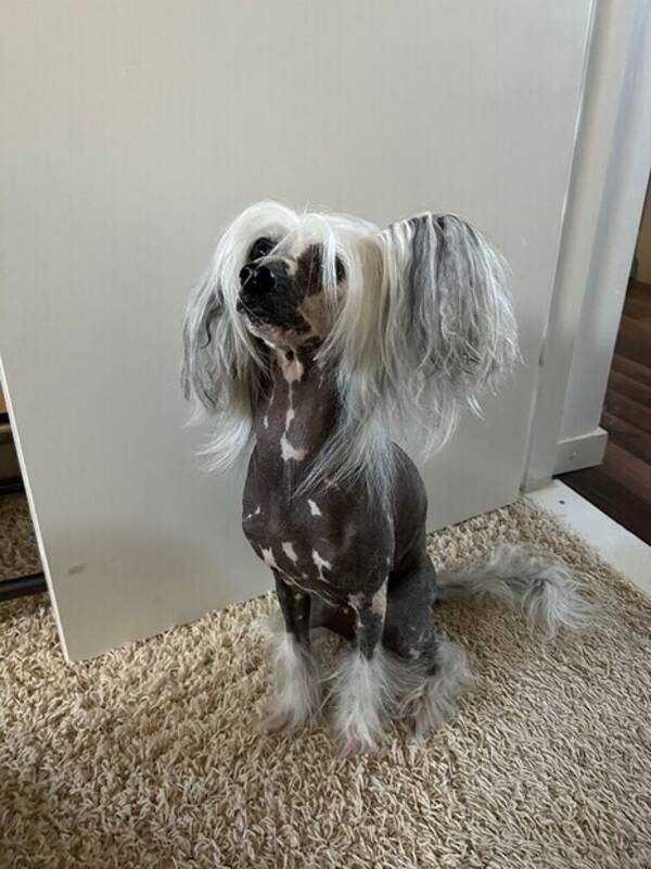 Hund - Chinese crested, Vilda