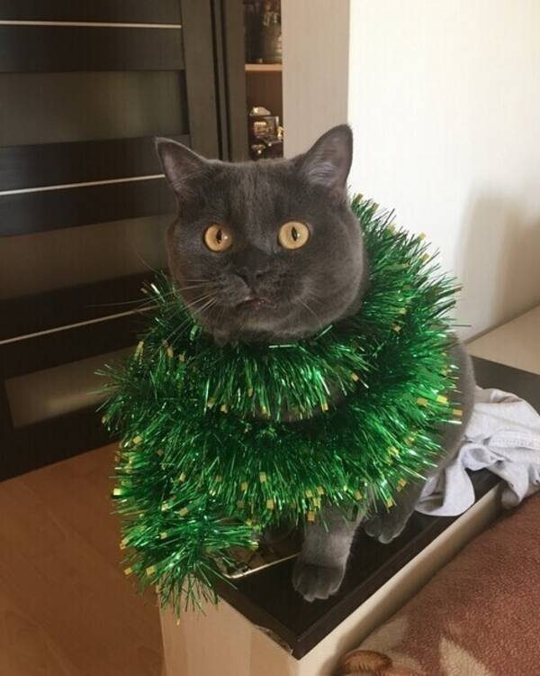 Katt - Mikhail
