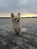 Chihuahuan Luffy