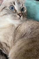 George - Brittsik korthår/ragdoll 