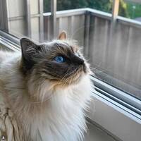 Ragdoll