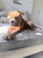 Old English Bulldog