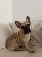 Fransk Bulldogg Bonnie