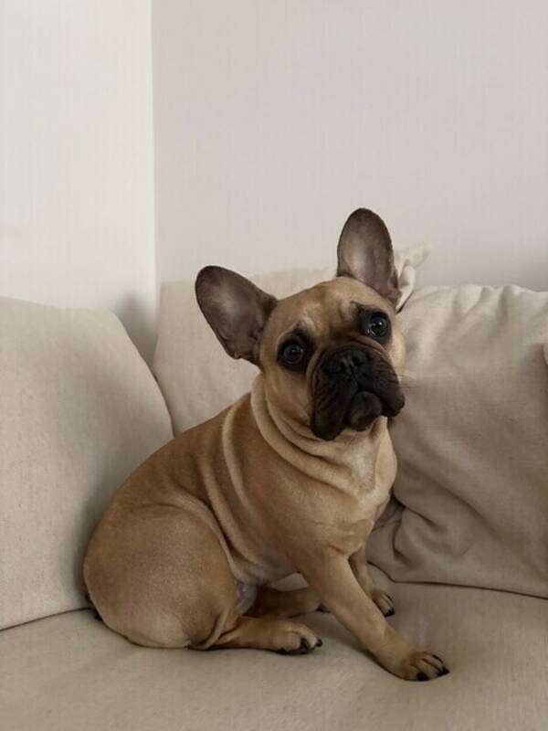 Hund - Fransk Bulldogg Bonnie