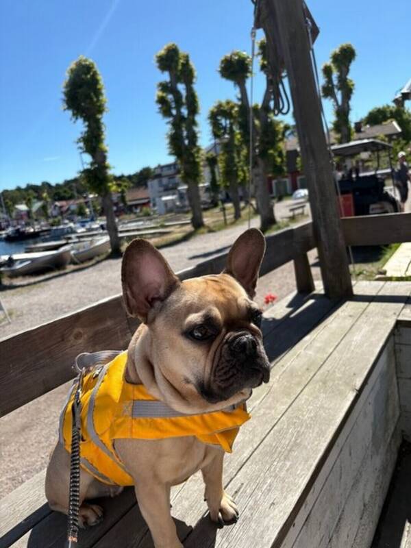 Hund - Fransk Bulldogg Bonnie