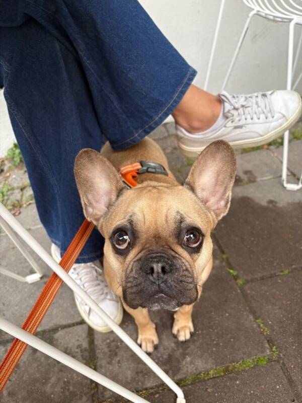 Hund - Fransk Bulldogg Bonnie