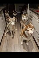 Siberian husky ligan