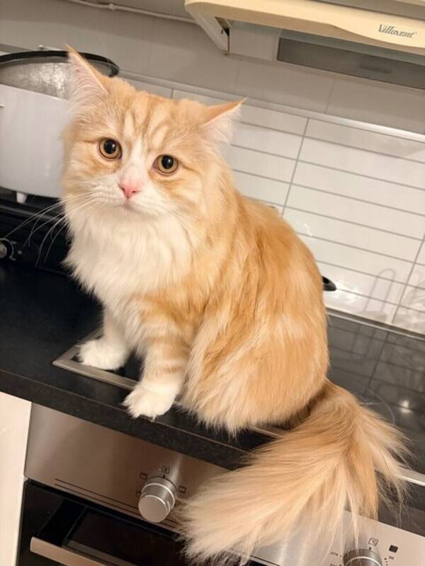 Katt - Britisk langhår blanding 