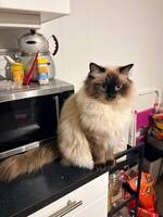 Ragdoll 