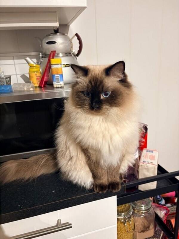 Katt - Ragdoll 