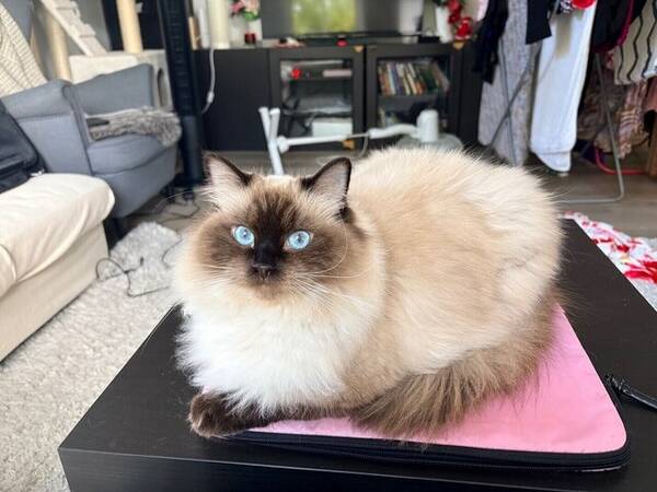 Katt - Ragdoll 