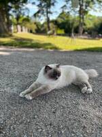 Ragdoll, Cocos