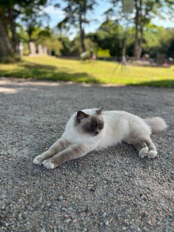 Katt - Ragdoll, Cocos