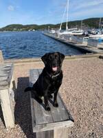 Labradoren Steffi