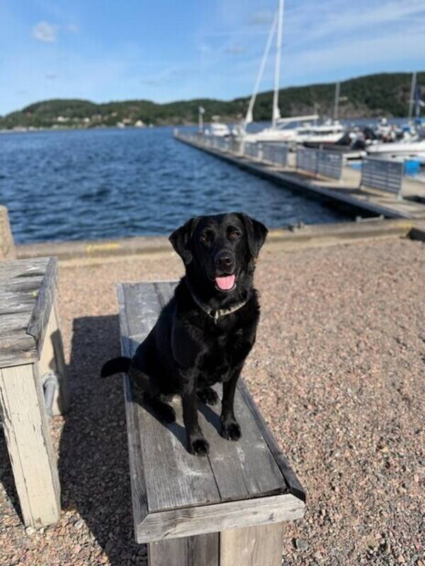 Hund - Labradoren Steffi