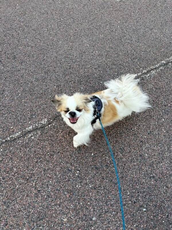 Hund - Tibetansk Spaniel - Helmer