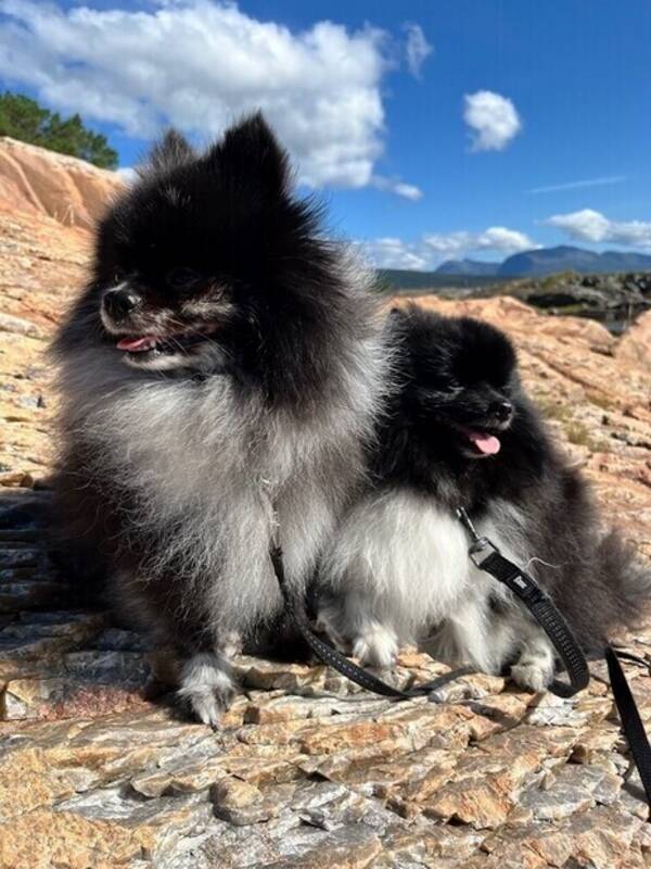 Hund - Pomeranian 