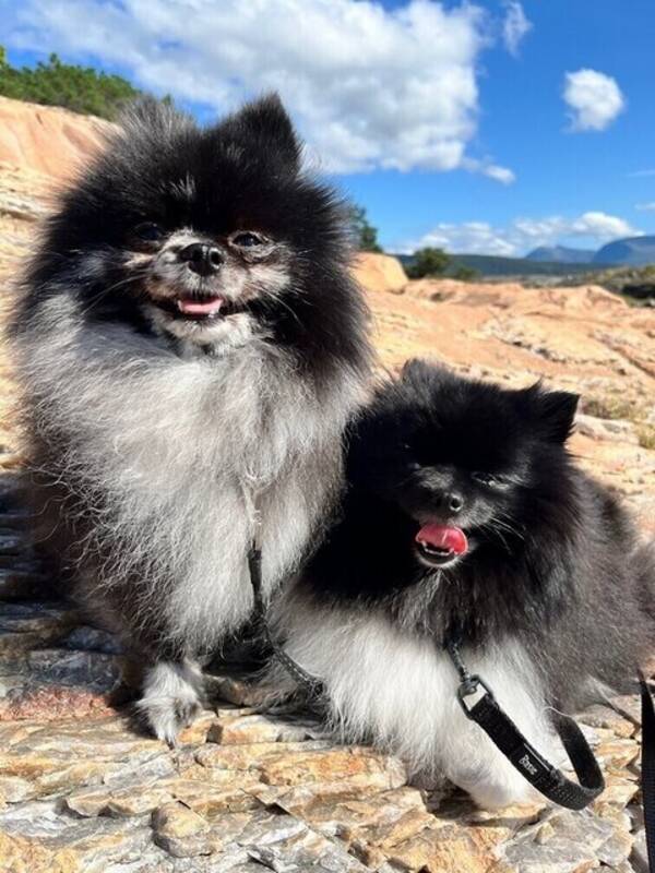 Hund - Pomeranian 