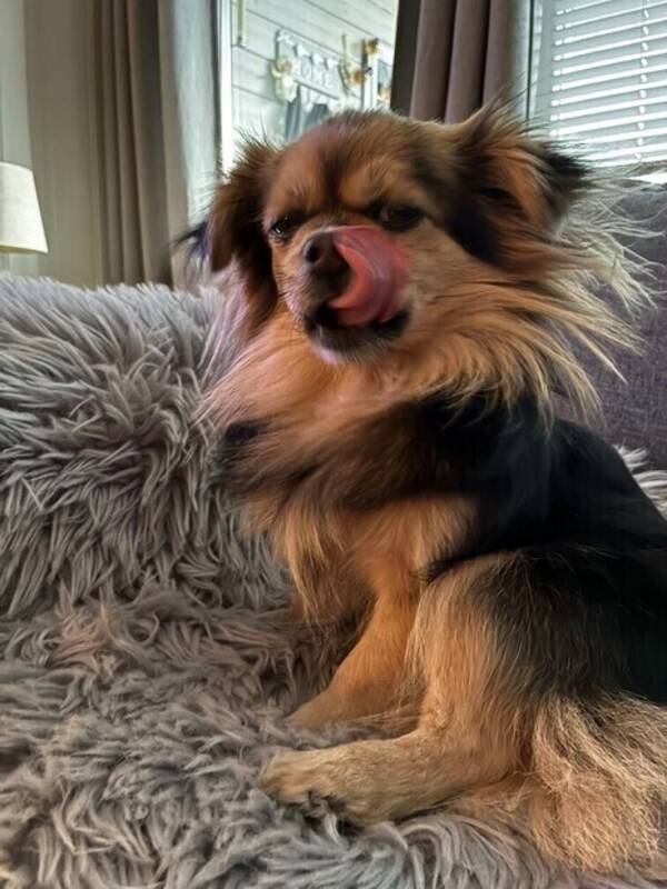 Hund - Lykke