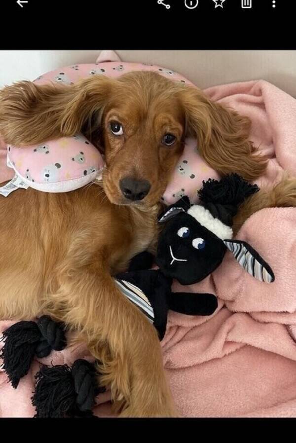Hund - Hund