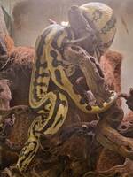 Python