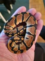 Python