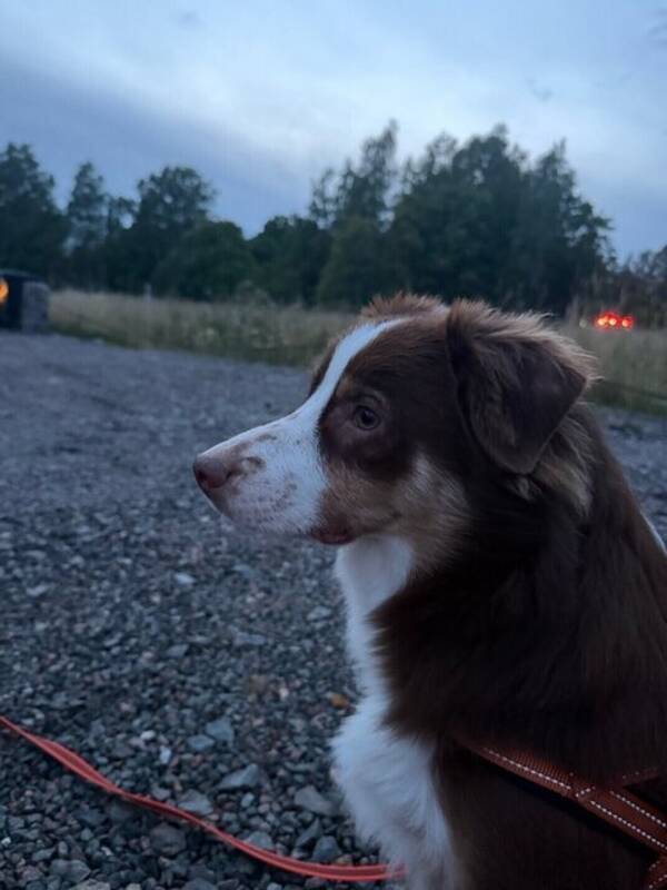 Hund - Miniature American Shepherd (MAS) Martin