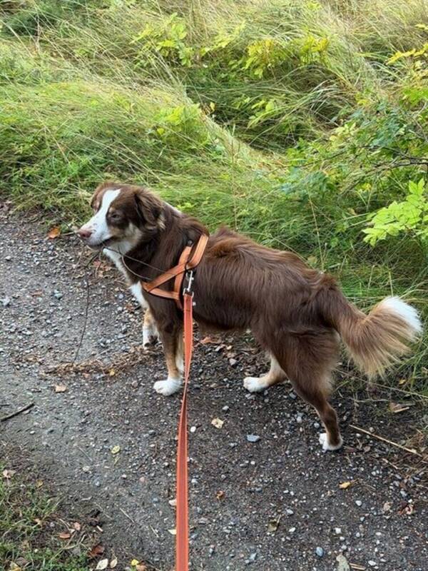 Hund - Miniature American Shepherd (MAS) Martin