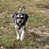 Cavapoon Binx
